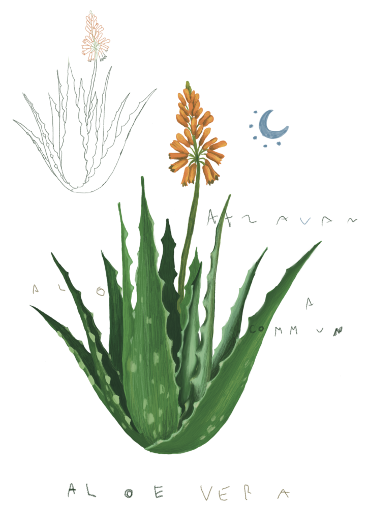 Il·lustració científica de flora