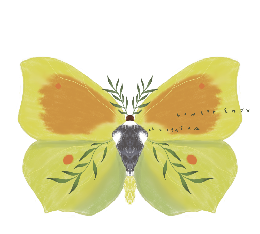Il·lustració científica naturalista de Deborah Joyce